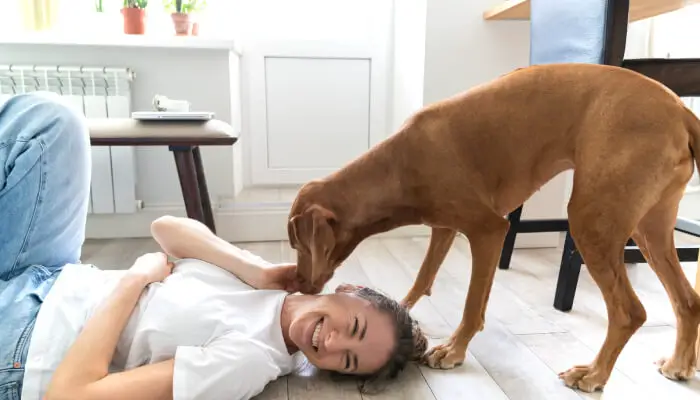 5 Ways To Stop Your Vizsla Being So Clingy