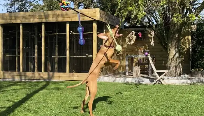 6 Reasons Why Is My Vizsla Jumping A Lot What Should I Do To Stop It