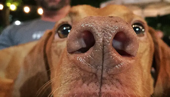 8 Reasons Why Is My Vizsla's Nose Pink 