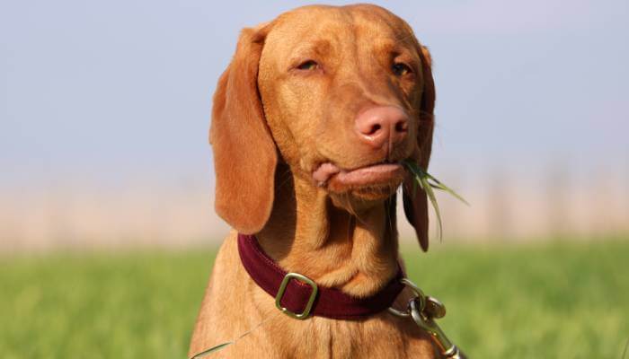 9 Reasons Why Is My Vizsla Always Eating Grass