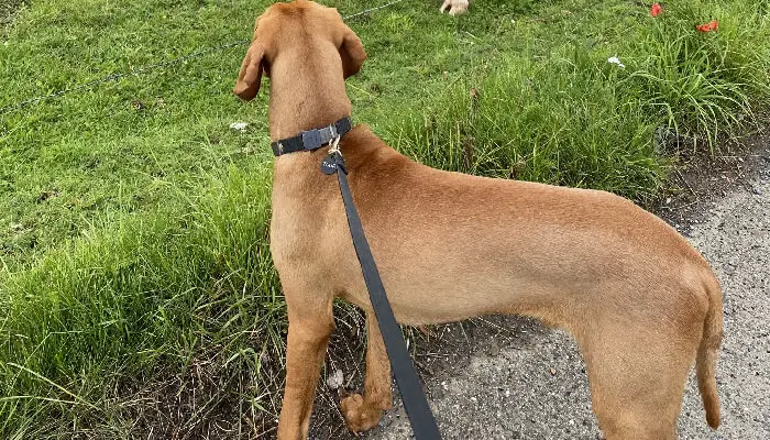 Vizslas Docked Tails: Why and How?