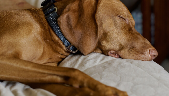 Vizsla Puppy Beds And Bedding – Tips And Advice For Keeping Your Puppy Cozy