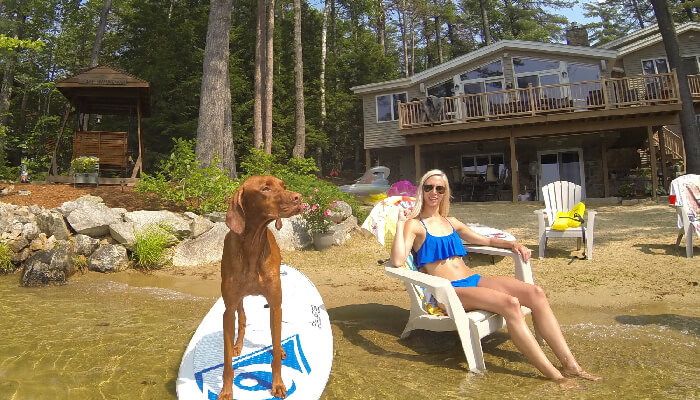 Why Does Not Your Vizsla Like Swimming