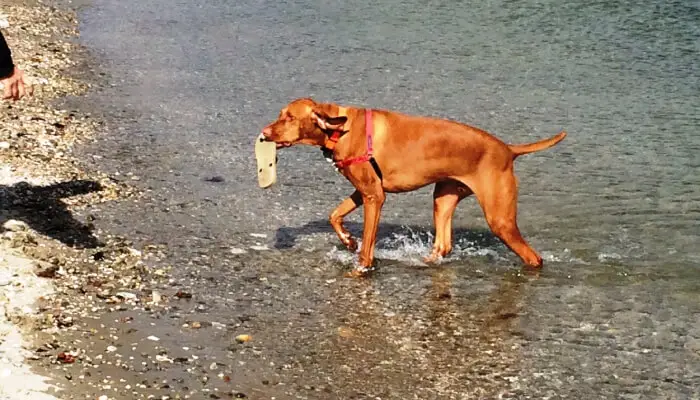 Why Is My Vizsla Suddenly Chewing My Shoes?