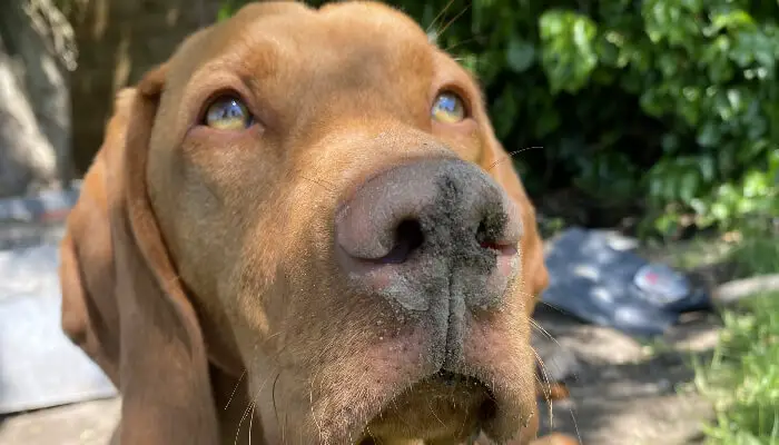Why Is My Vizsla's Nose Turning Brown