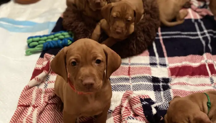 What Is The Average Price For A Vizsla Puppy?