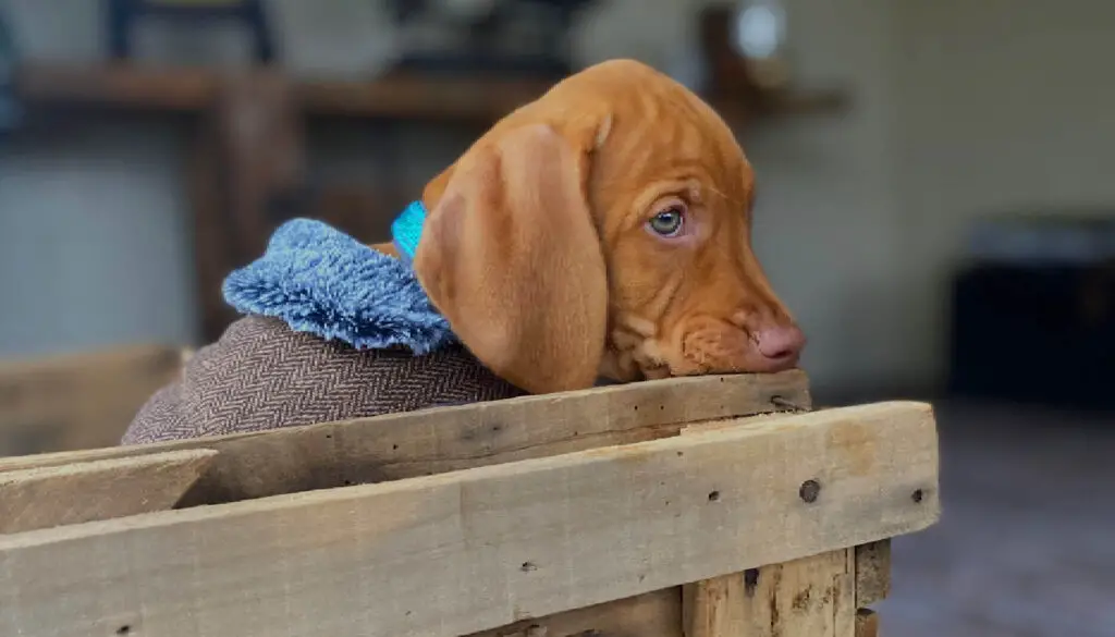 Is Vizsla Good For First Time Owners?: What Do You Think??