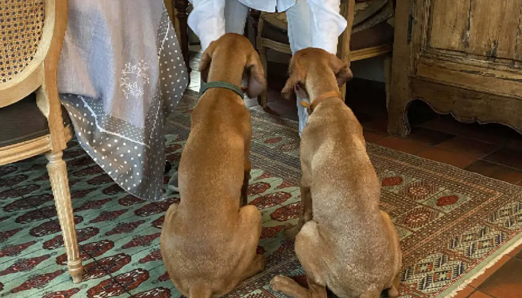 Why Vizslas Are Better In Pairs: Advantages and Disadvantages