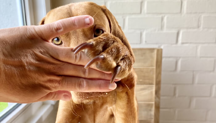 Vizsla Paw Issues: Causes and Treatment