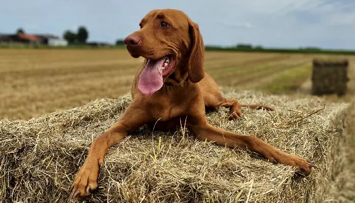 Are Vizslas Pointers? Find Out Here!!