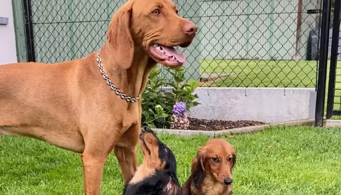 When Is A Vizsla Too Old To Breed?