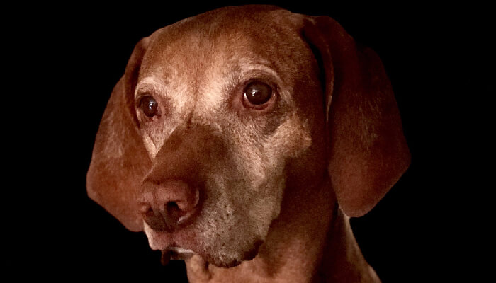 Why Are My Vizsla’s Eyes Red?