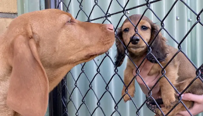 At What Age Should You Breed Vizslas?