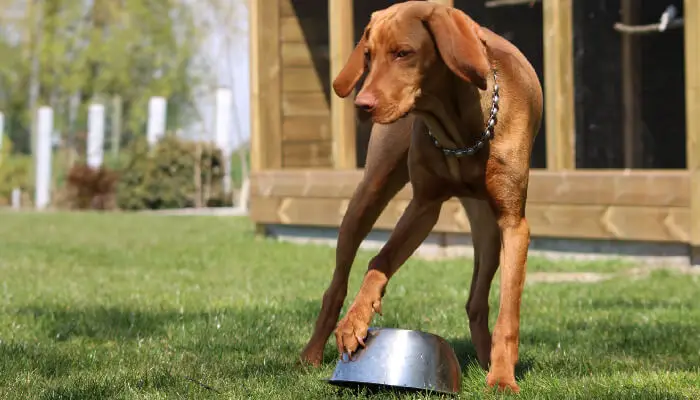 Vizsla Feeding Guide: How Much To Feed Your Vizsla?