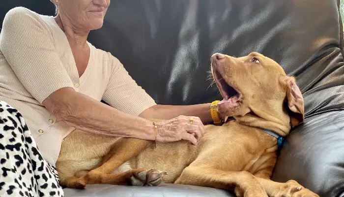 Vizsla Itching: Causes, Prevention, And Treatment