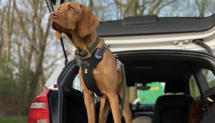 Vizsla Howling: What Is It And Why Does My Vizsla Do It?