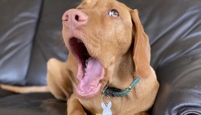 Lethargy in Vizslas: 11 Signs To Know