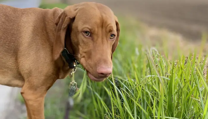 How Much Should I Feed My Vizsla?