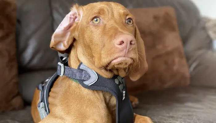 How To Care For A Vizsla: Caring and Cleaning