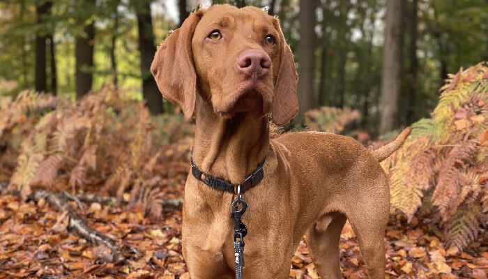 How To Care For Vizsla Puppy's Hair?