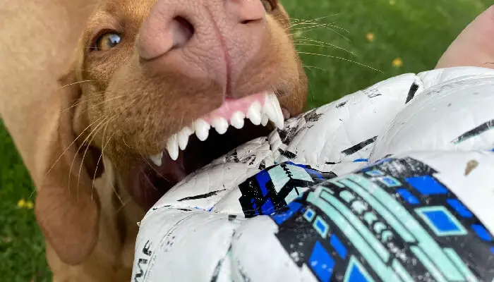 How To Clean Your Vizsla's Teeth: A Guide To Brushing