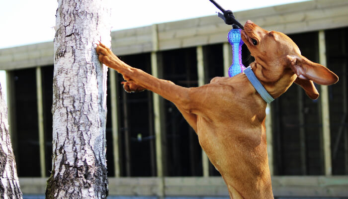 Anxiety In Vizsla: A Guide To Emotional Stress