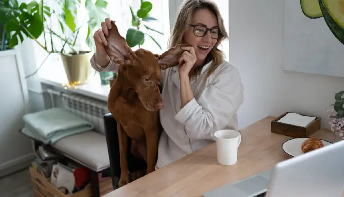 How to Clean Your Vizslas Ears: The Complete Guide
