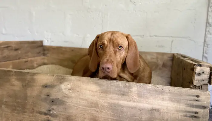 Vizslas Health Problems And Issues: What Do They Die From?