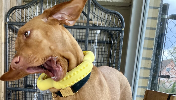 Do Vizslas Actually Bite? Find Out Why And When!