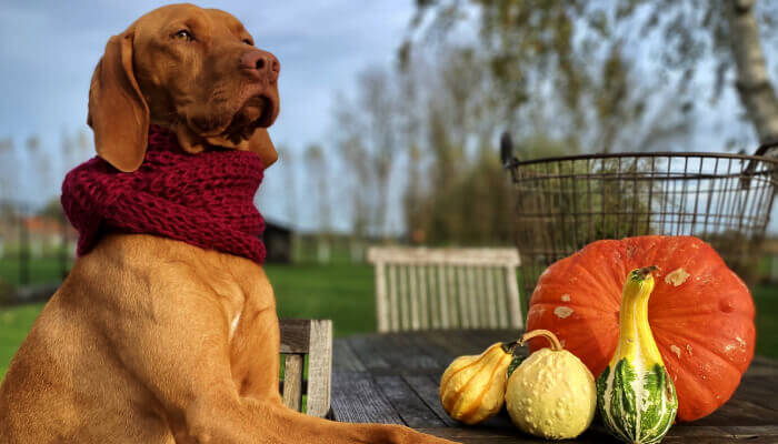 Natural Snacks To Feed Your Vizsla
