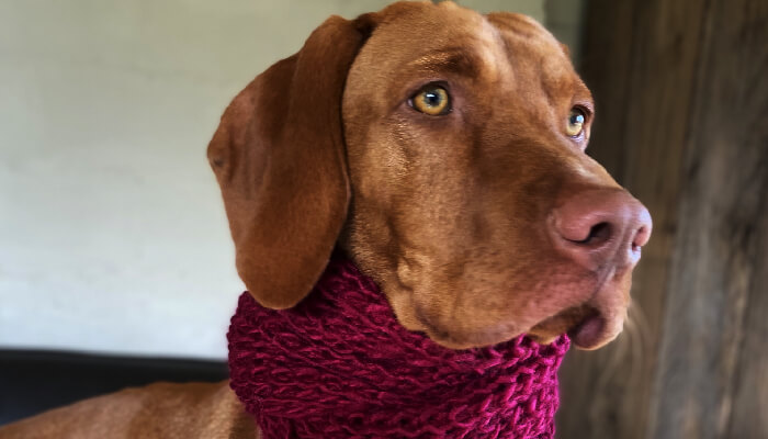 My Vizsla Puppy Is Getting Fat | What Should I Do?