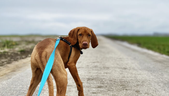 Traveling With A Vizsla: The Ultimate Guide