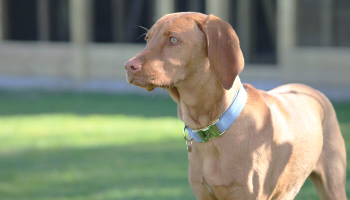 Can You Leave Vizsla Alone For 8 Hours?