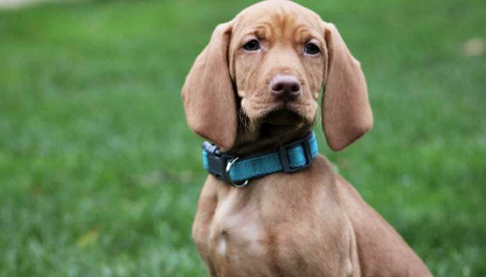 Vaccinations For Vizsla Puppies And Dogs