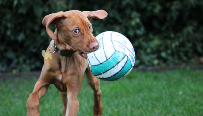 Exercise Needs And Ideas For Vizslas
