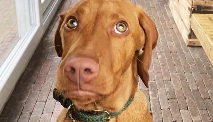 Vizsla Eye Problems: How To Know And Cure Them