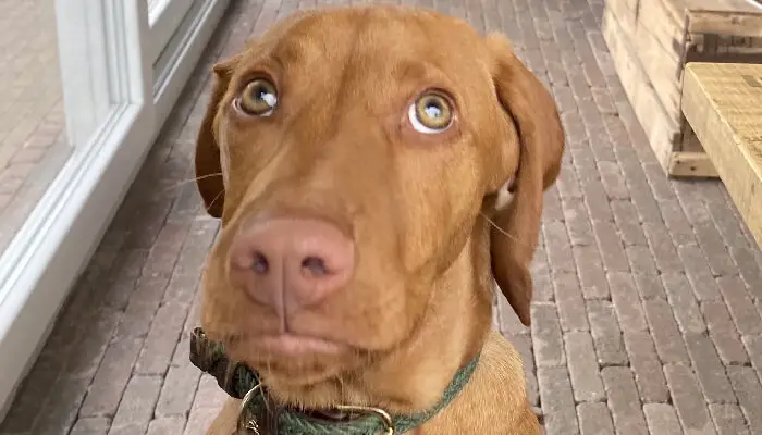 Can A Vizsla Have Blue Eyes? Find Out Here!