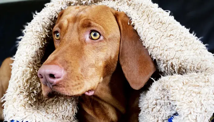 Vizsla's Dry Nose: What Can I Do To Cure It?