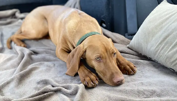 6 Ways To Calm A Vizsla Puppy: The Most Effective Tips
