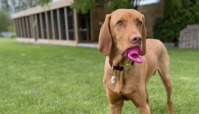 How Can You Manage The Weight Of Your Vizsla?