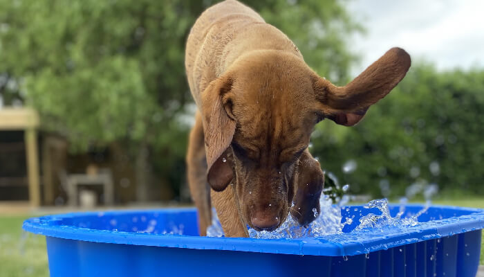 How To Keep Your Vizsla Clean