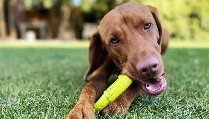 Vizsla Chewing Teeth: The Definitive Guide
