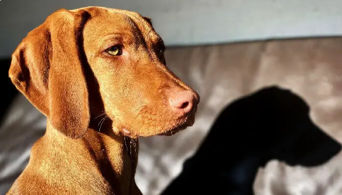 Vizsla Dog Appearance: Appearance, Colors, Size