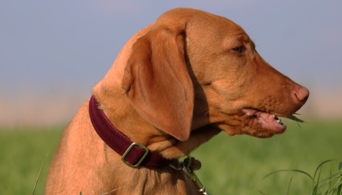 How Long Does The Teething Stage Last For Vizsla Puppies?